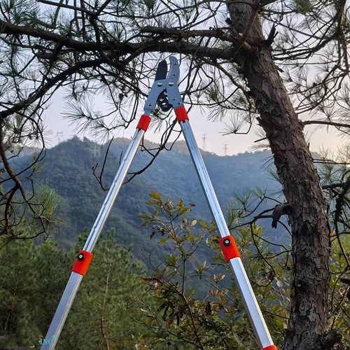 Telescopic tree loppers - tree,